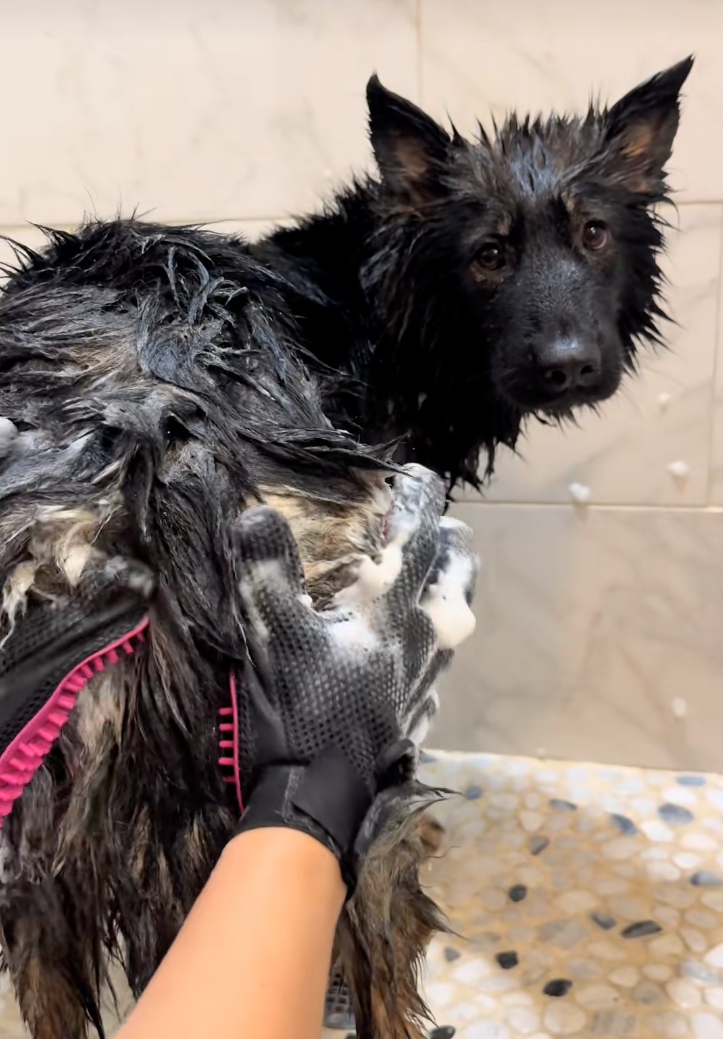 Cheezburger Image 10622286336