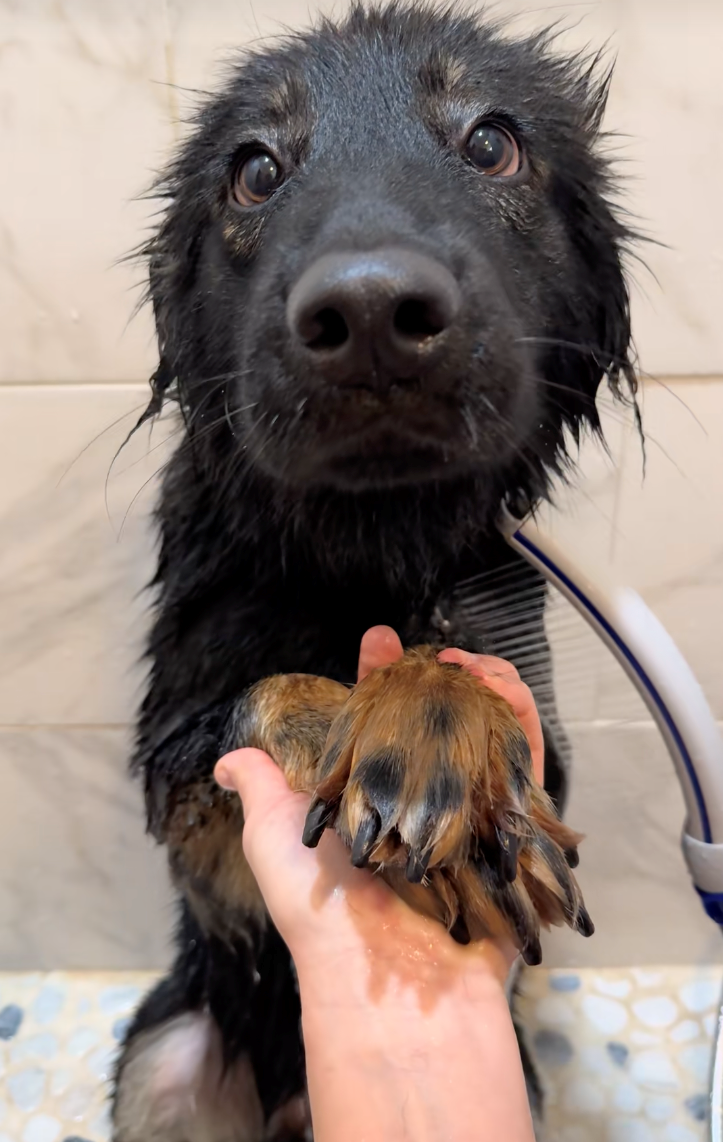 Cheezburger Image 10622287104