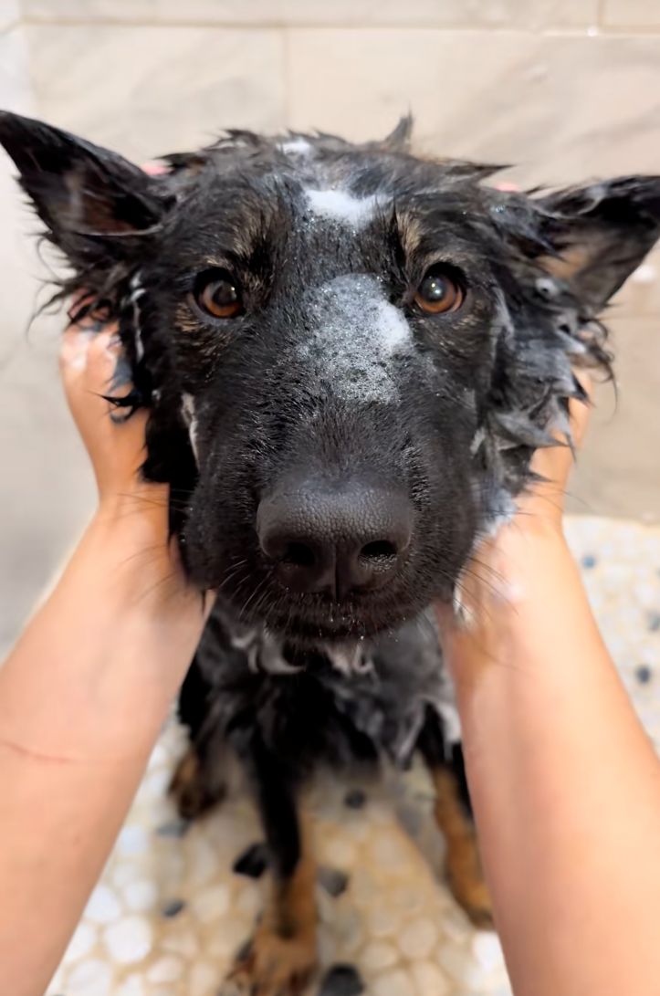 Cheezburger Image 10622287616