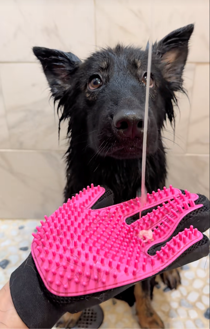 Cheezburger Image 10622287872