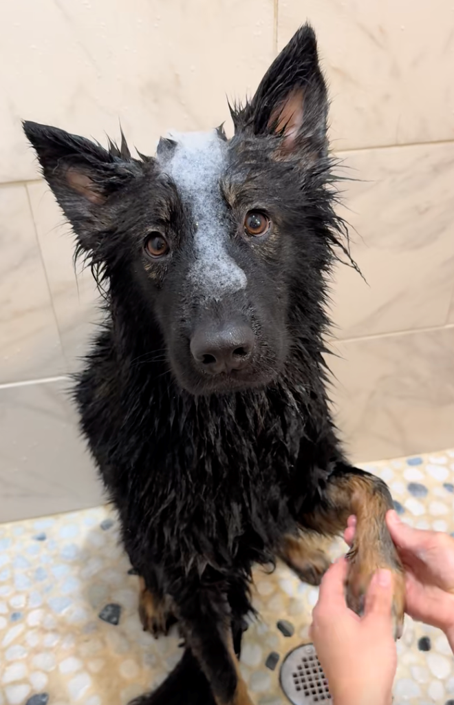 Cheezburger Image 10622288128