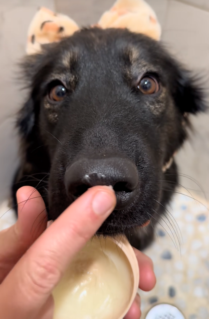 Cheezburger Image 10622290176