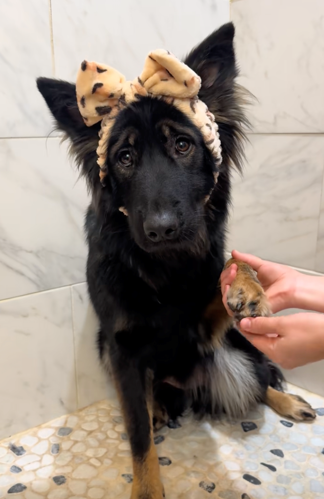 Cheezburger Image 10622290432