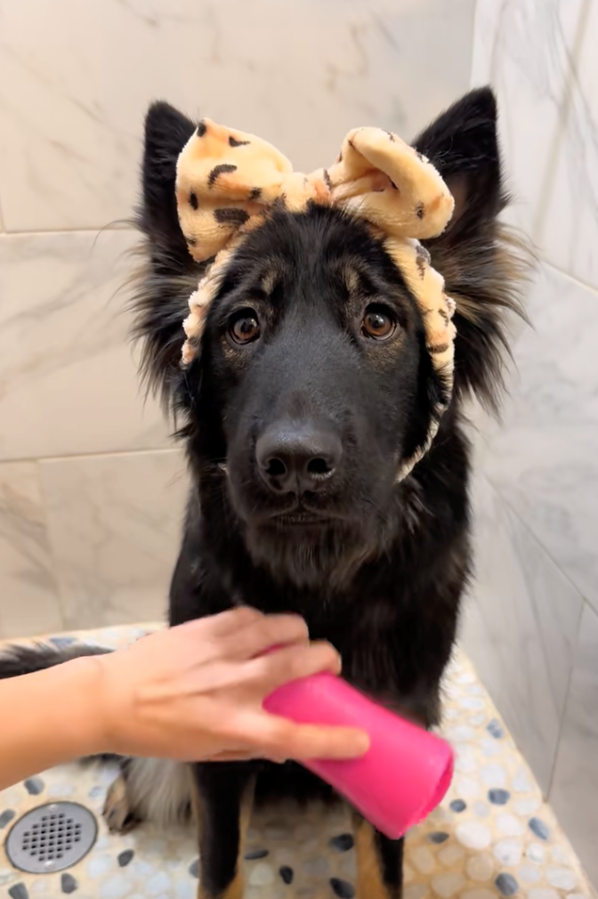 Cheezburger Image 10622294784