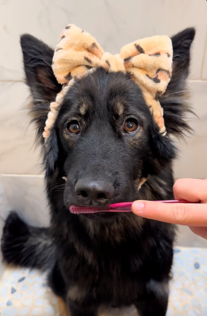 Cheezburger Image 10622295552