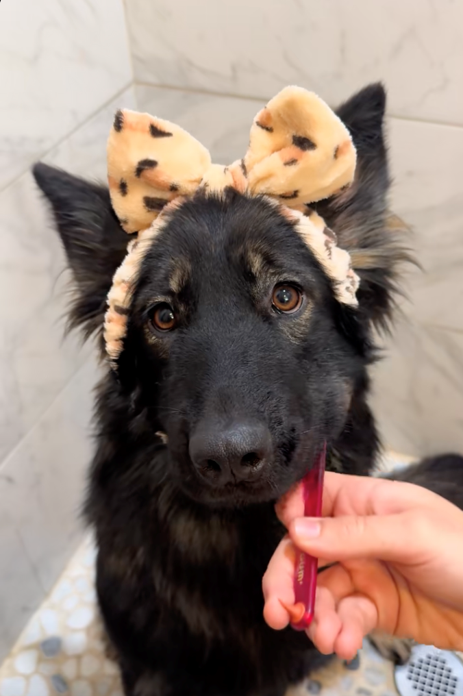 Cheezburger Image 10622296064