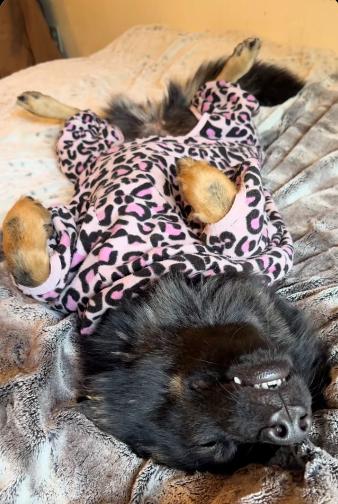 Cheezburger Image 10622298112