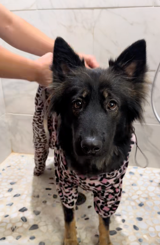 Cheezburger Image 10622298368