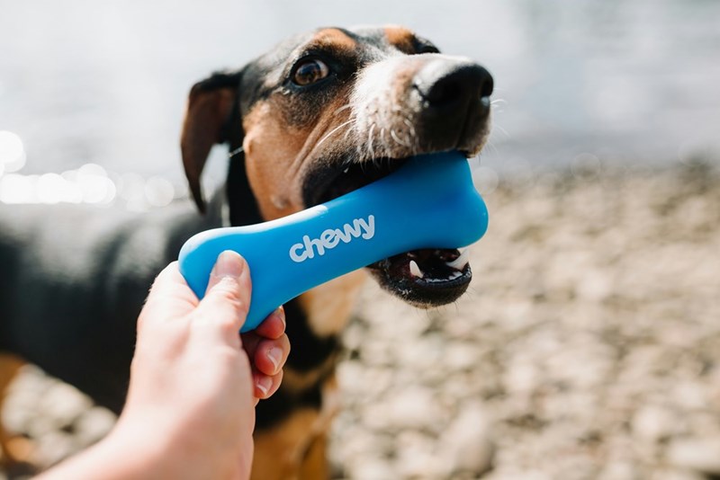 A brown-and-white-coated dog bites on a Chewy bone.