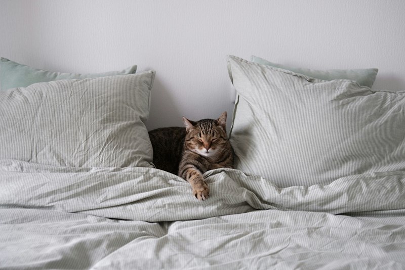 Cat sleeping peacefully on a couple's bed.
