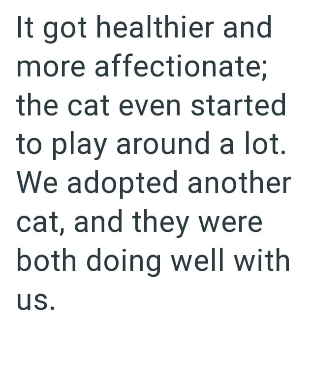 It got healthier and more affectionate; the cat even started to play around a lot. We adopted another cat, and they were both doing well with us.