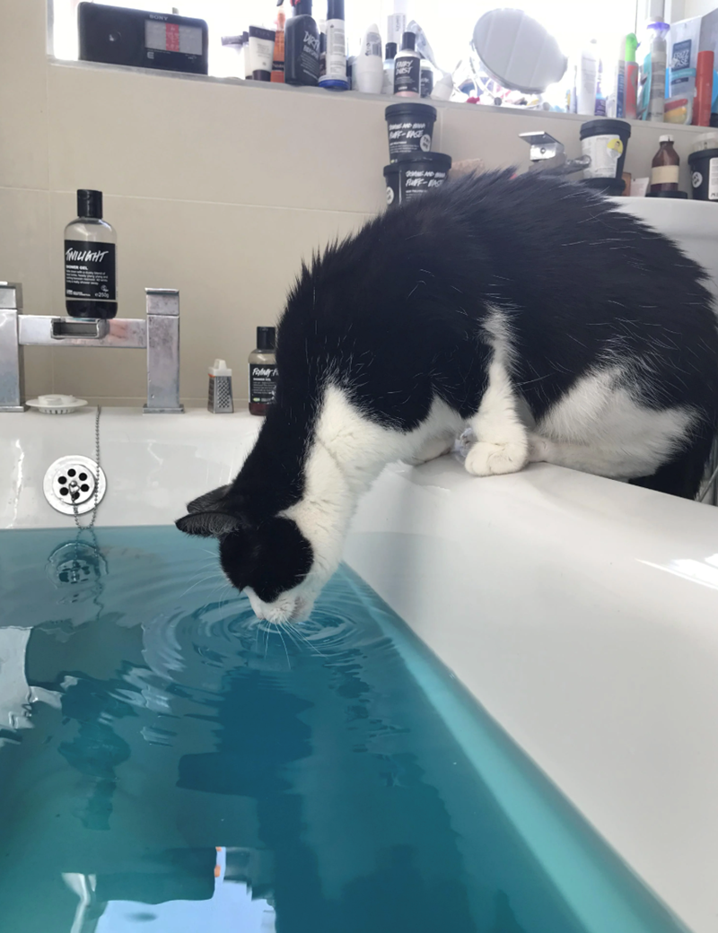 TWILIGHT BONY DR Four MF-ASE PUFF-VAST