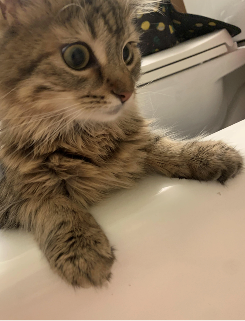 Cheezburger Image 10622440960