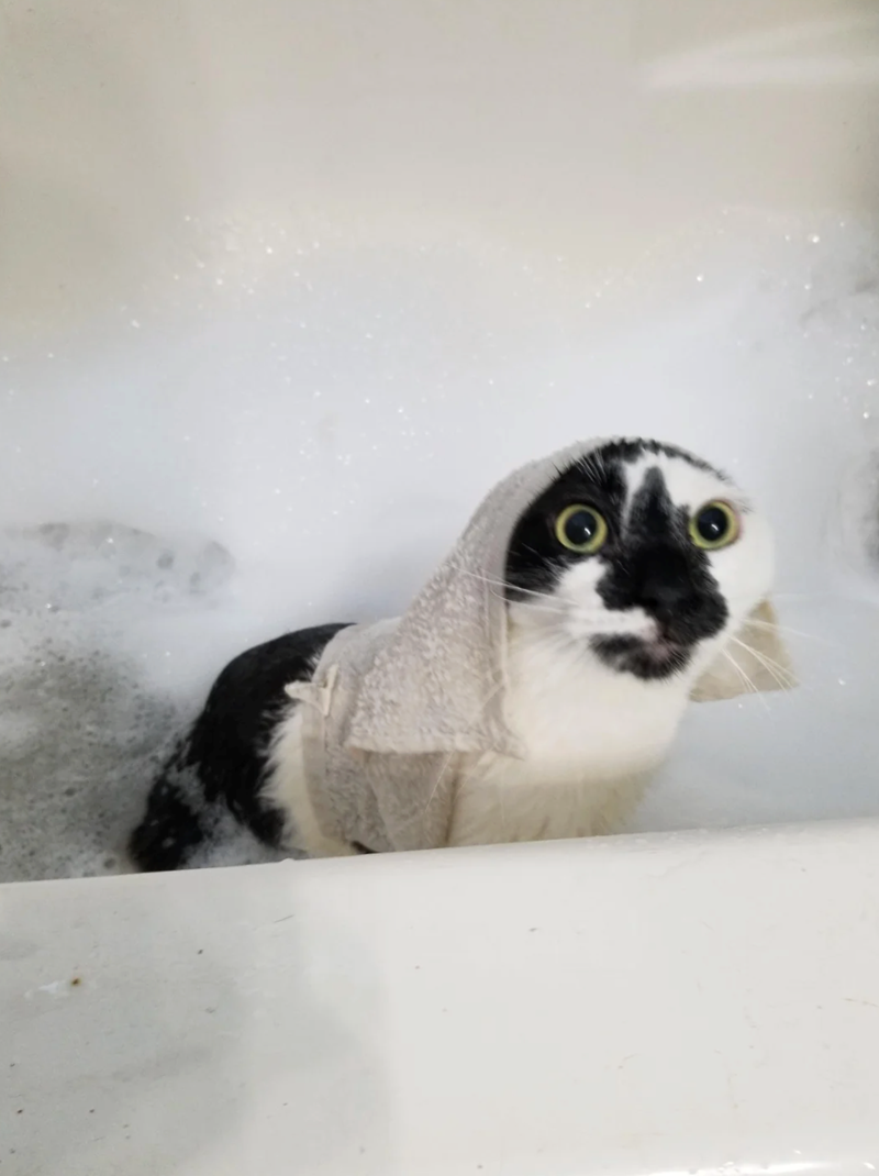 Cheezburger Image 10622442240