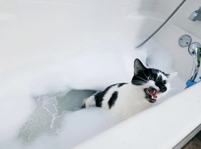 Cheezburger Image 10622442496