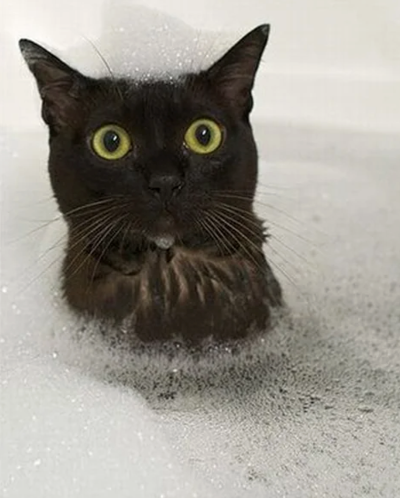 Cheezburger Image 10622442752