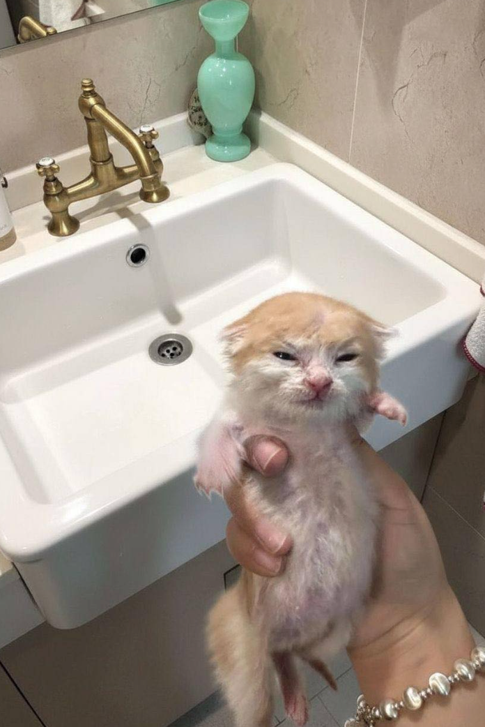 Cheezburger Image 10622443264