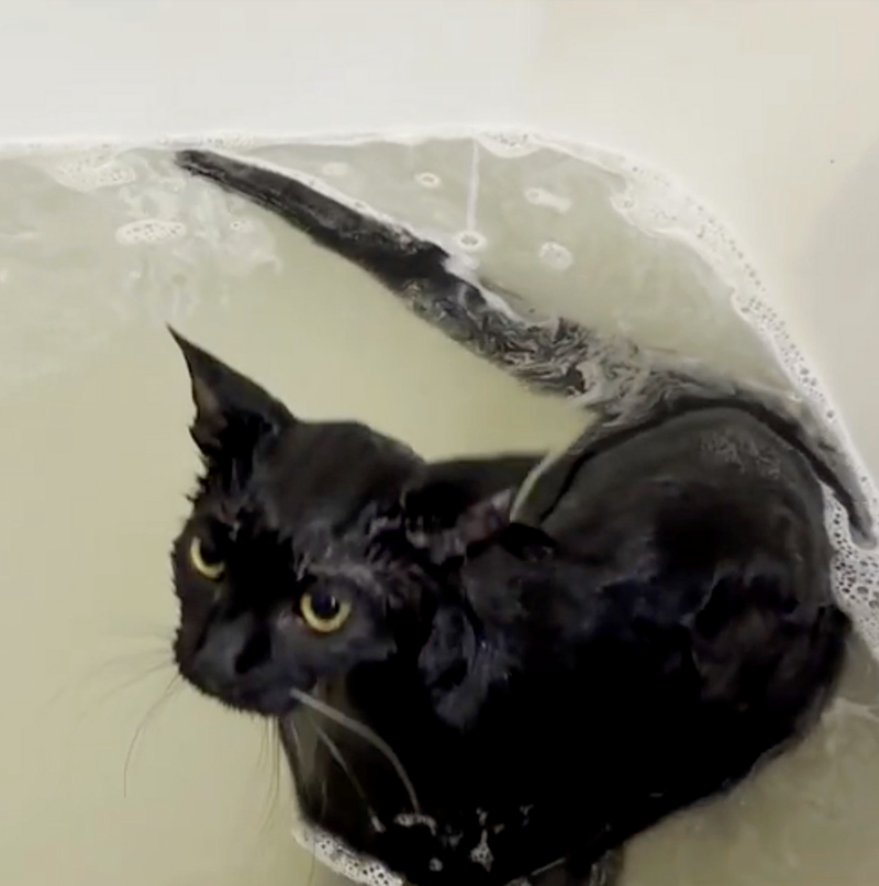 Cheezburger Image 10622443520