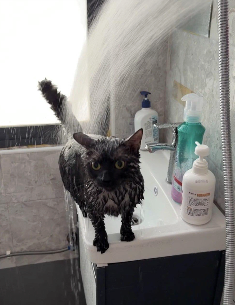 Cheezburger Image 10622443776