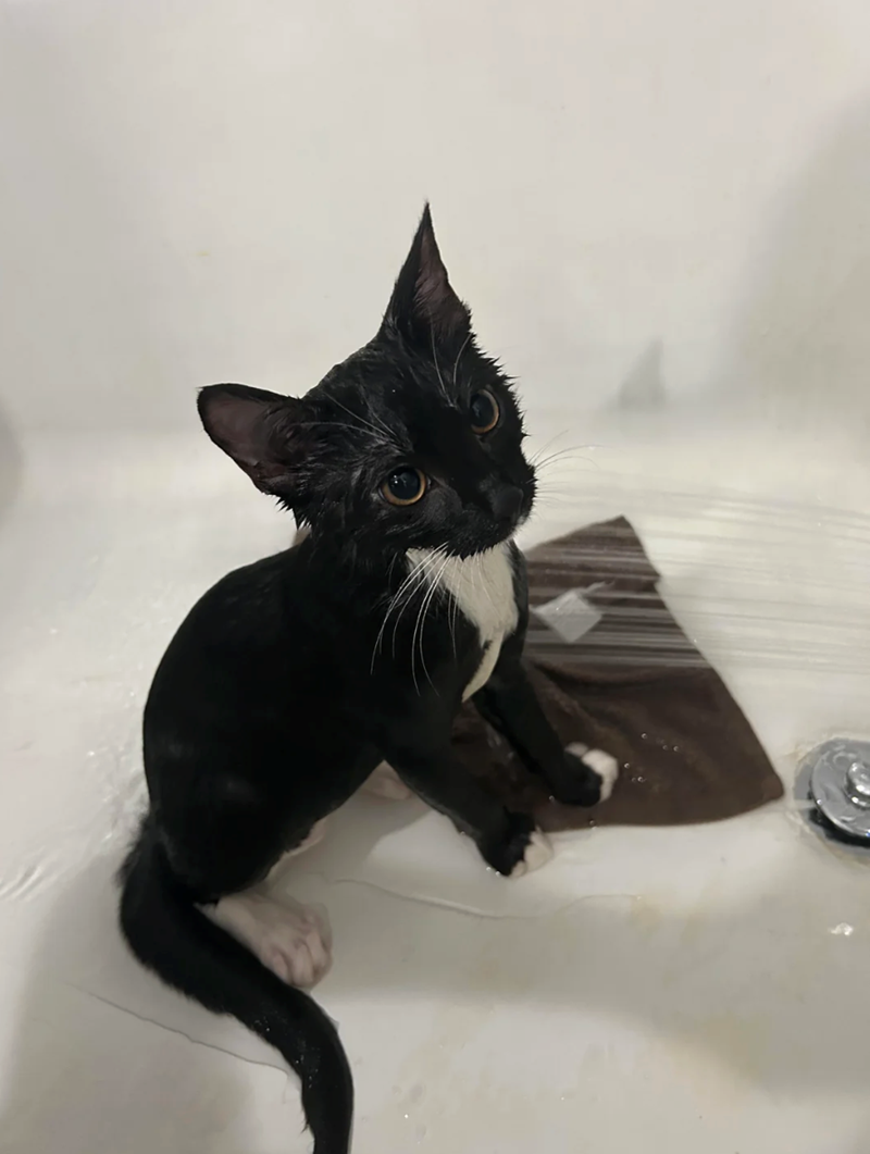 Cheezburger Image 10622444032