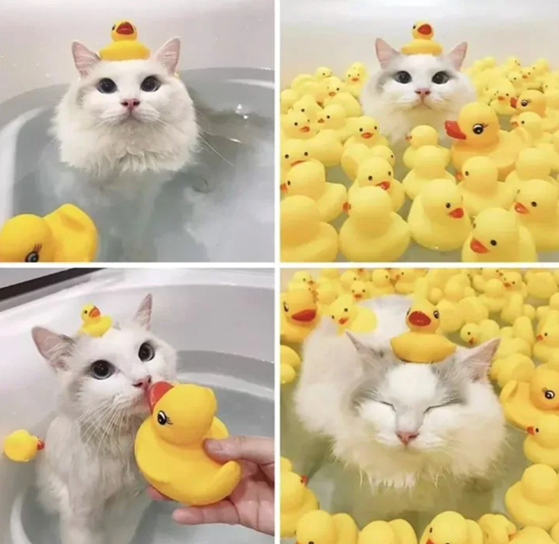 Cheezburger Image 10622444288