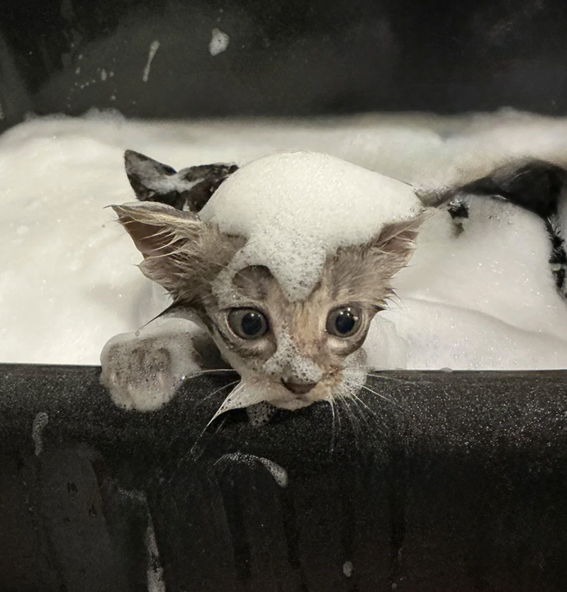 Cheezburger Image 10622444800