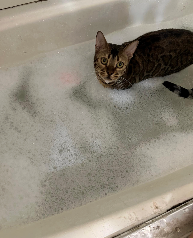 Cheezburger Image 10622445056