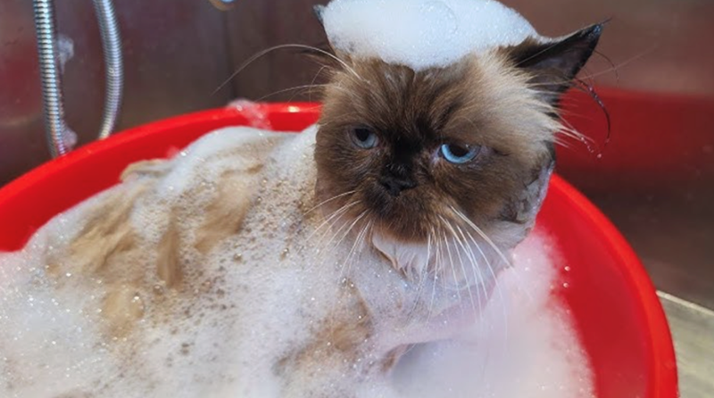 Cheezburger Image 10622445312