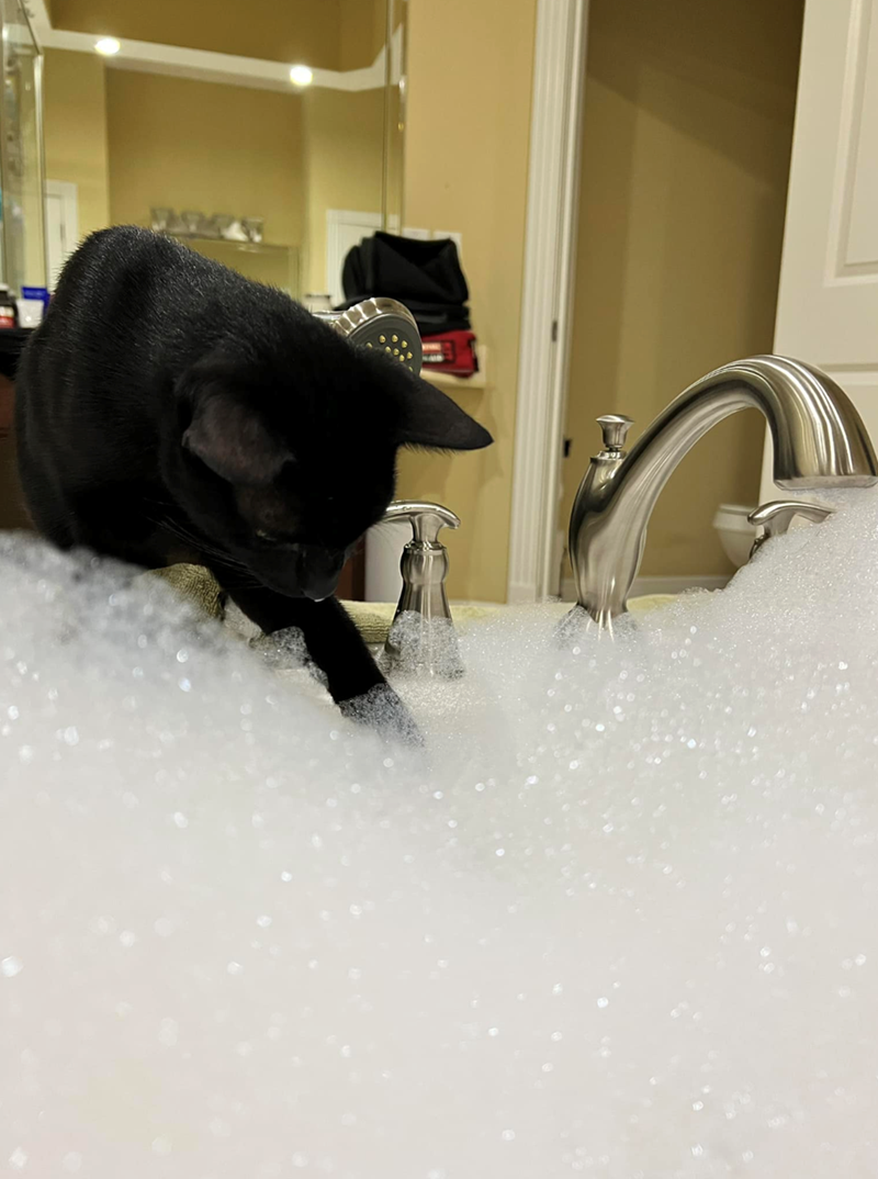 Cheezburger Image 10622445568