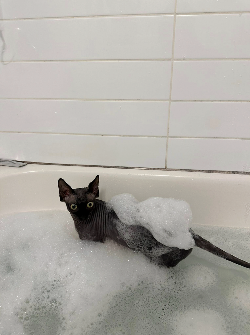 Cheezburger Image 10622445824