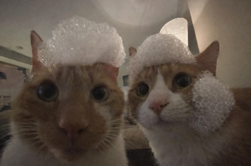 Cheezburger Image 10622446080