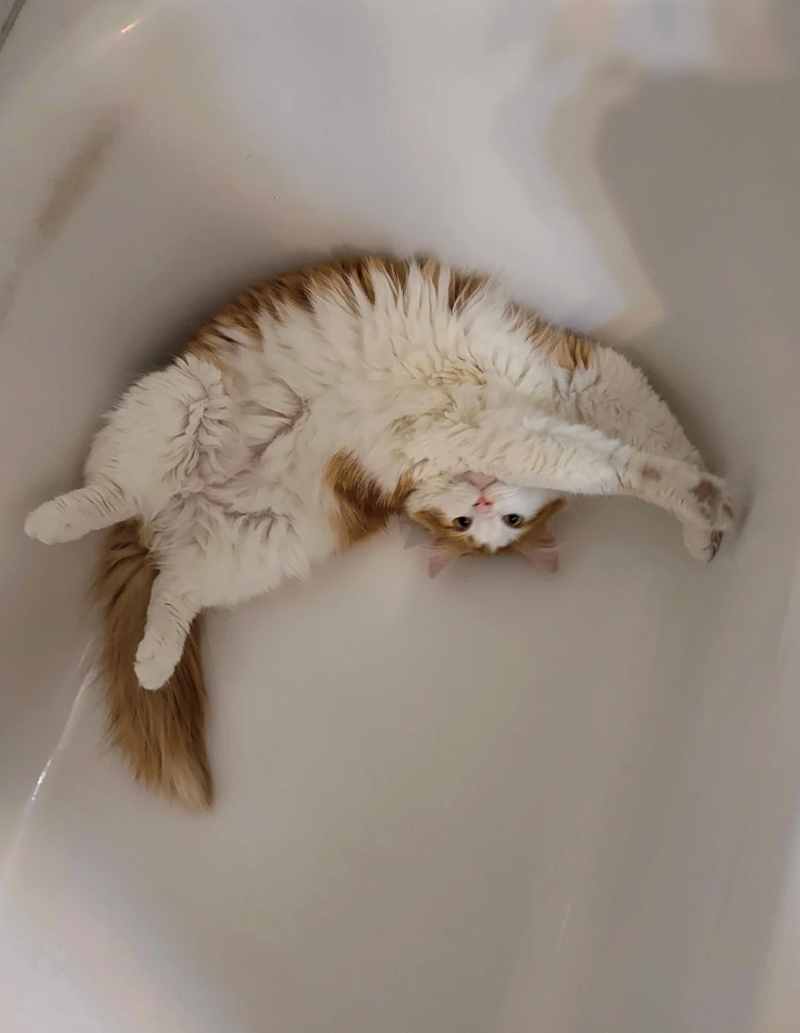 Cheezburger Image 10622446592