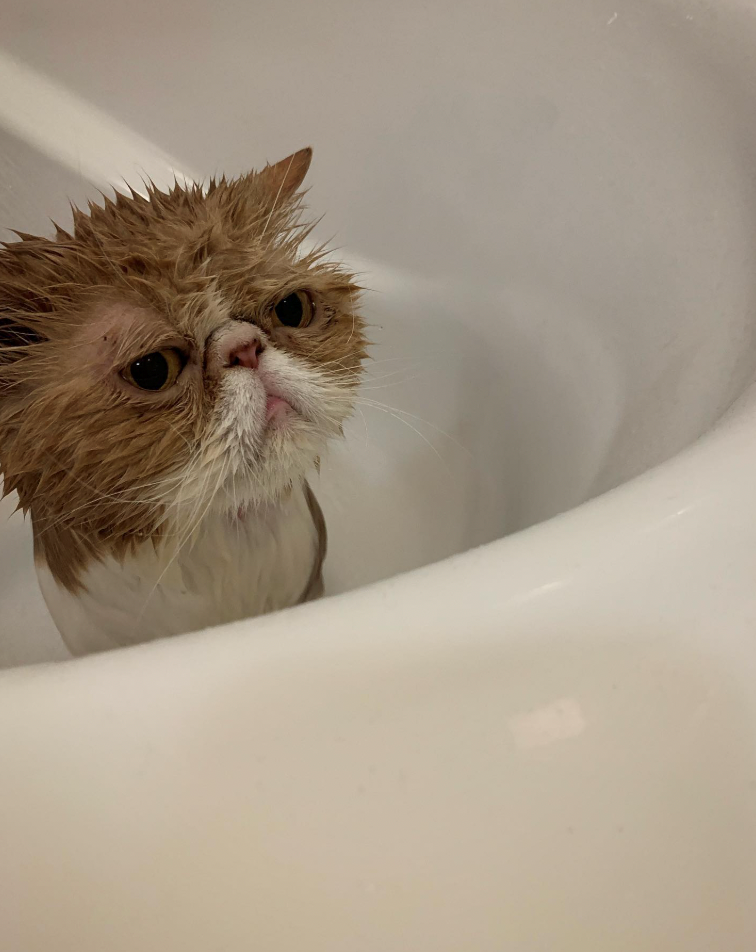 Cheezburger Image 10622446848