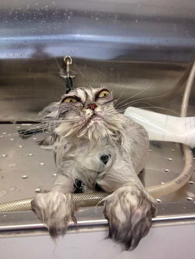 Cheezburger Image 10622447104