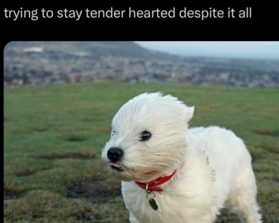 trying to stay tender hearted despite it all