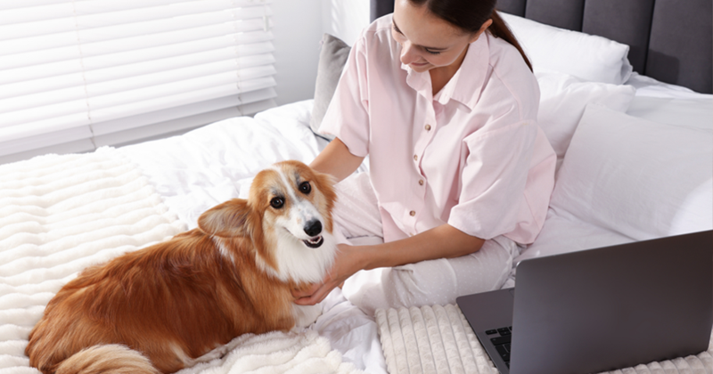 Woman petting a long-haired corgi dog. 