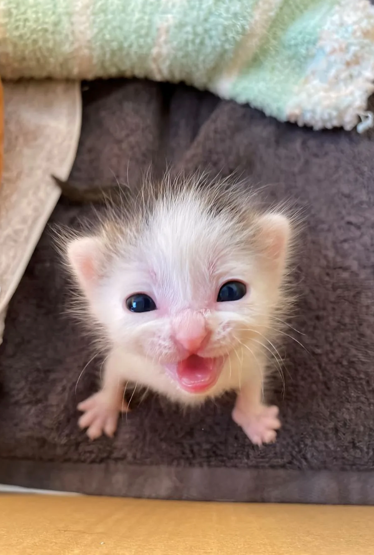 Cheezburger Image 10622575616