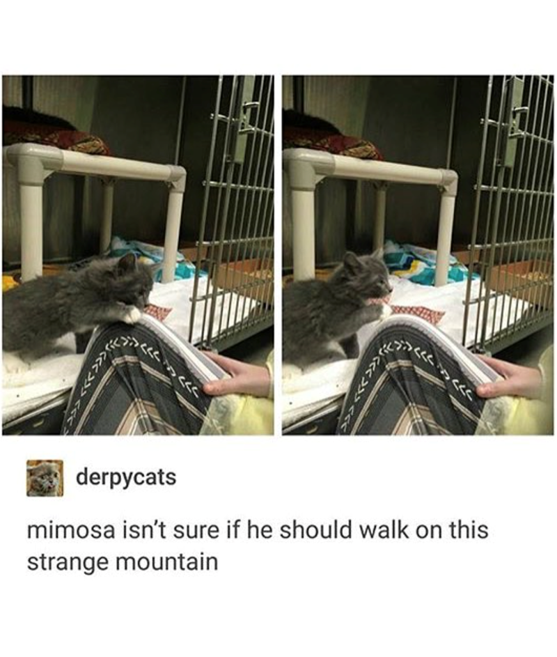 derpycats mimosa isn't sure if he should walk on this strange mountain