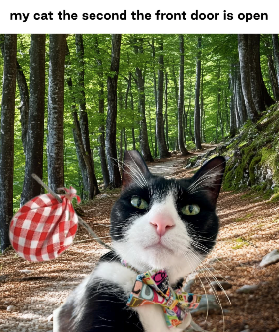 my cat the second the front door is open dybow