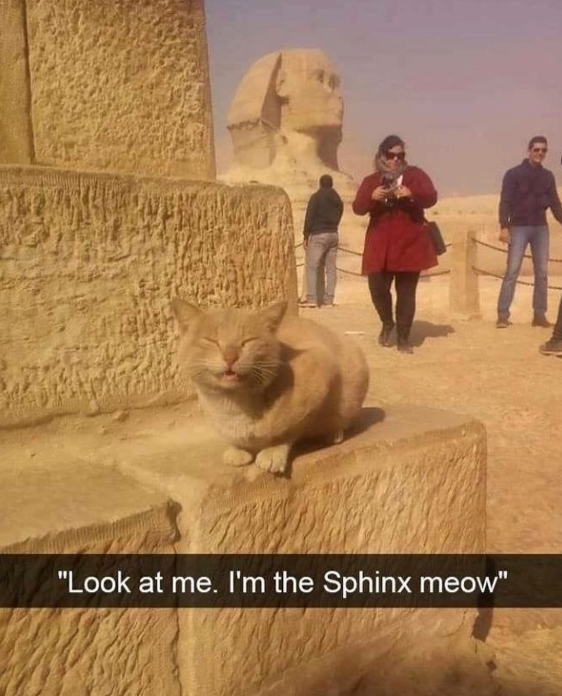"Look at me. I'm the Sphinx meow"