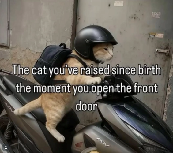 The cat you've raised since birth the moment you open the front door ADV