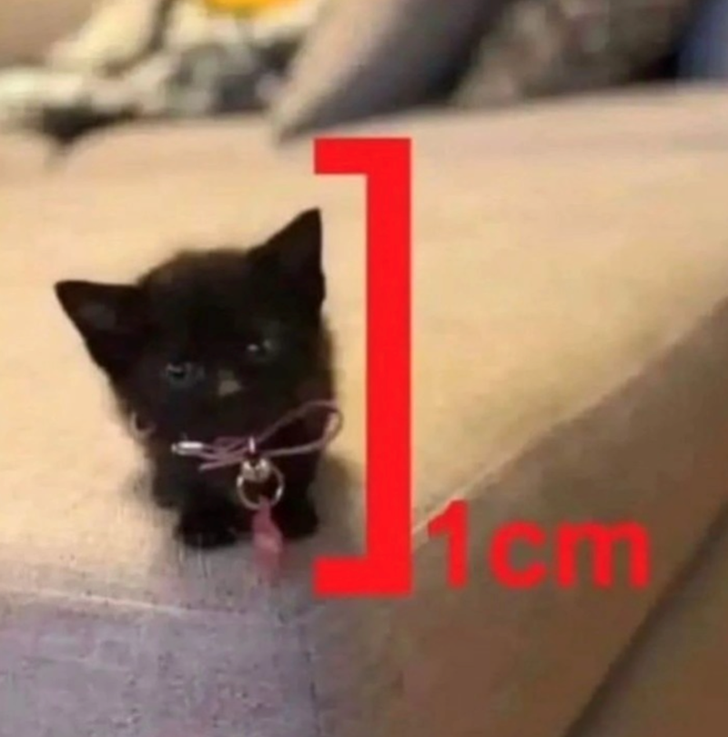 Cheezburger Image 10622586112