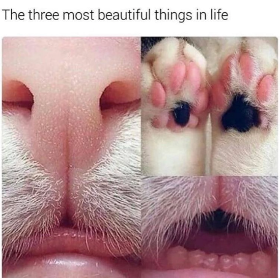 The three most beautiful things in life
