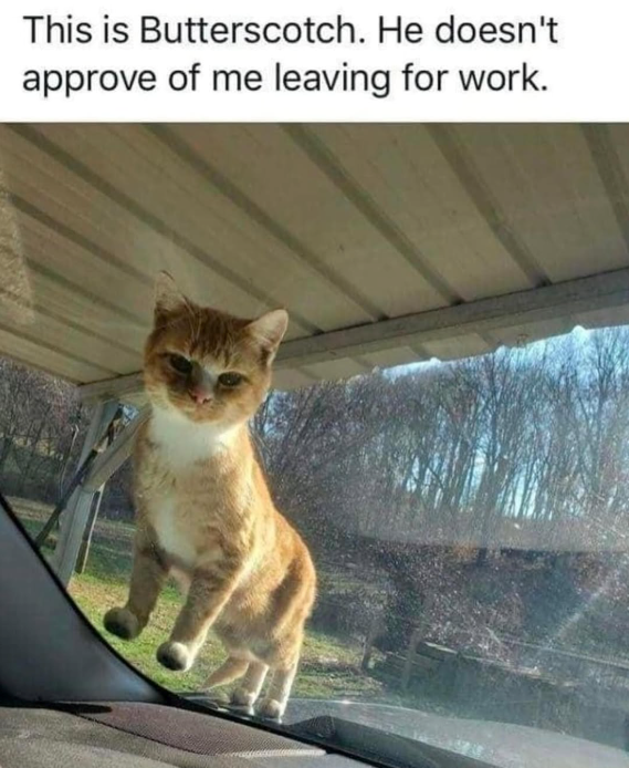 This is Butterscotch. He doesn't approve of me leaving for work.