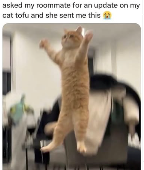 asked my roommate for an update cat tofu and she sent me this on my