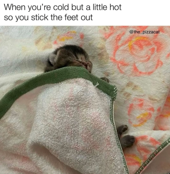 When you're cold but a little hot so you stick the feet out @the_pizzacat