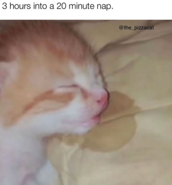 3 hours into a 20 minute nap. @the_pizzacat