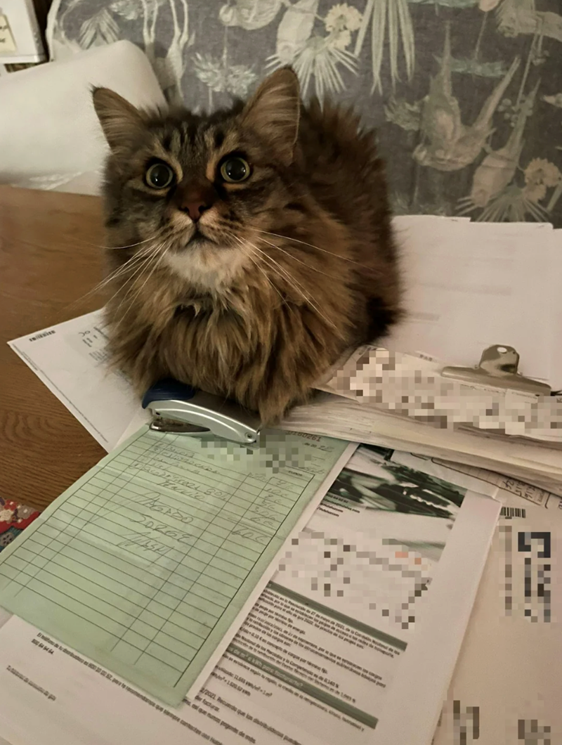 20262 160261 56 306 concepts de cargoe Marcos y in Competencia de 340 % de mc kWh pare facturarte? 2/2021. Recuerdo que las der facturas SEX W --