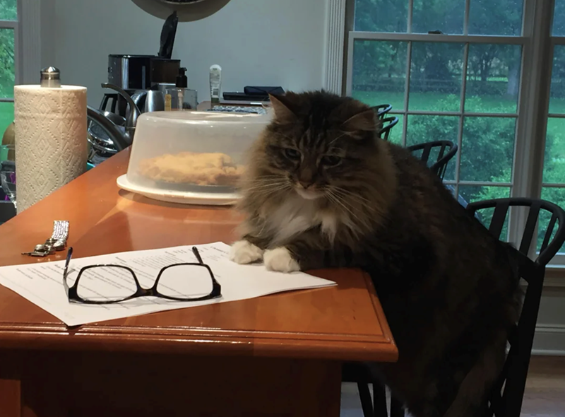 Cheezburger Image 10622595584