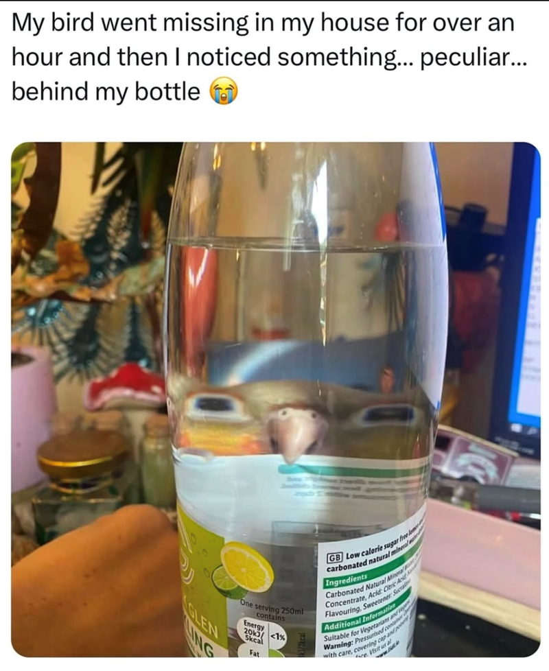 My bird went missing in my house for over an hour and then I noticed something... peculiar... behind my bottle One serving 250ml contains Energy 20k <1% Skcal Fat GB Low calorie sugar free lame carbonated natural mineral Ingredients Carbonated Natural Mineral K Concentrate, Acid: Citric Acid Flavouring, Sweetener Sucra Additional Information Suitable for Vegetarians and Warning: Pressurised contain with care, covering cap and p Visit us al GLEN